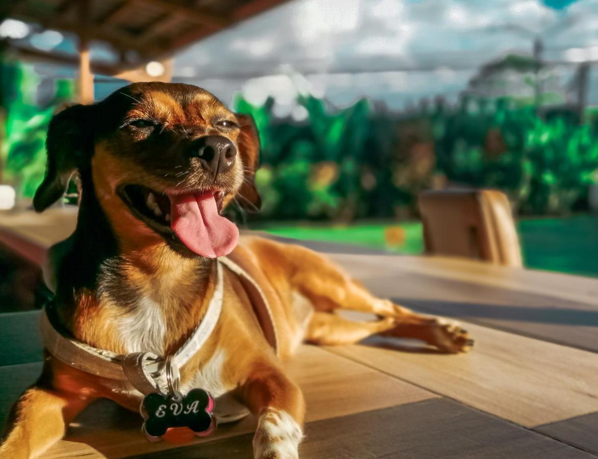 Arenal Backpackers Resort La Fortuna Exteriör bild A dog with a tag