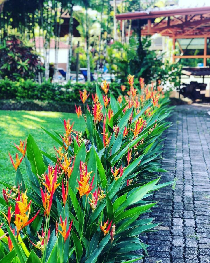 Arenal Backpackers Resort La Fortuna Exteriör bild Heliconia in a garden